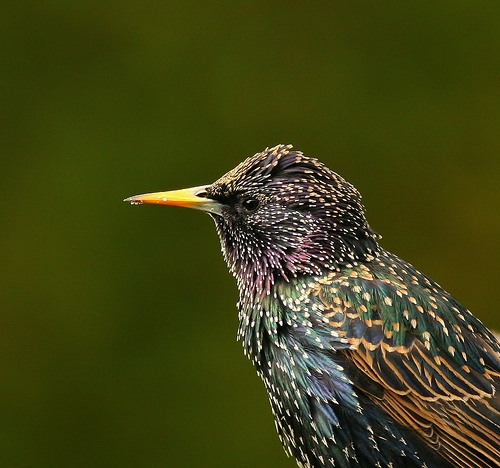 Starling with colourful feathers by Jenny Jones