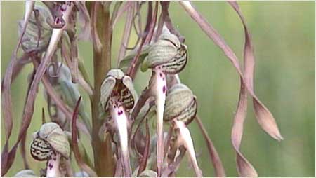 Lizard Orchid