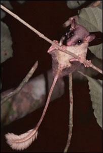 Musaranho-arborícola. Cortesia: Annette Zitzmann