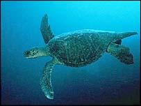 Deniz kaplumbağası