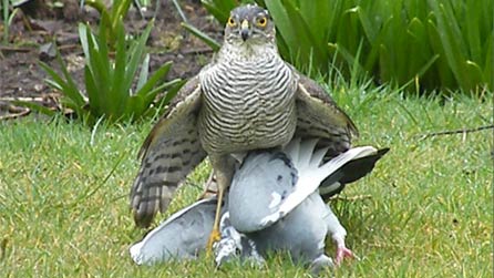 sparrowhawk2.jpg