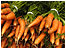 carrots