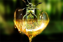 Image: An insect trapped in amber