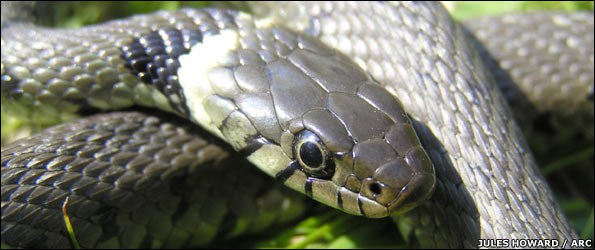 Grass_snake