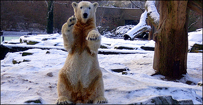 Knut brinca na neve do zoológico de Berlim (Foto: Marcio Damasceno)