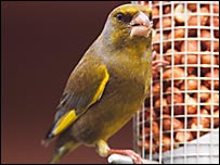 Greenfinch on a feeder Andy Hay (RSPB-images.com)