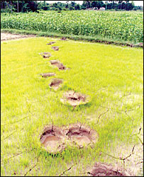 हाथी के पाँव के निशान