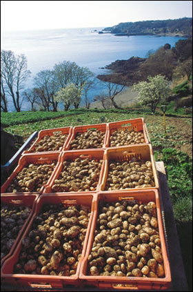Jersey Royals (photo Jersey Royals)