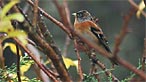 Brambling. Gale Jolly