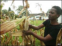 Sklizeň v Zimbabwe