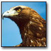 Image of an eagle