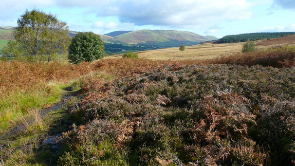 A view down a valley with bracken in the foreground