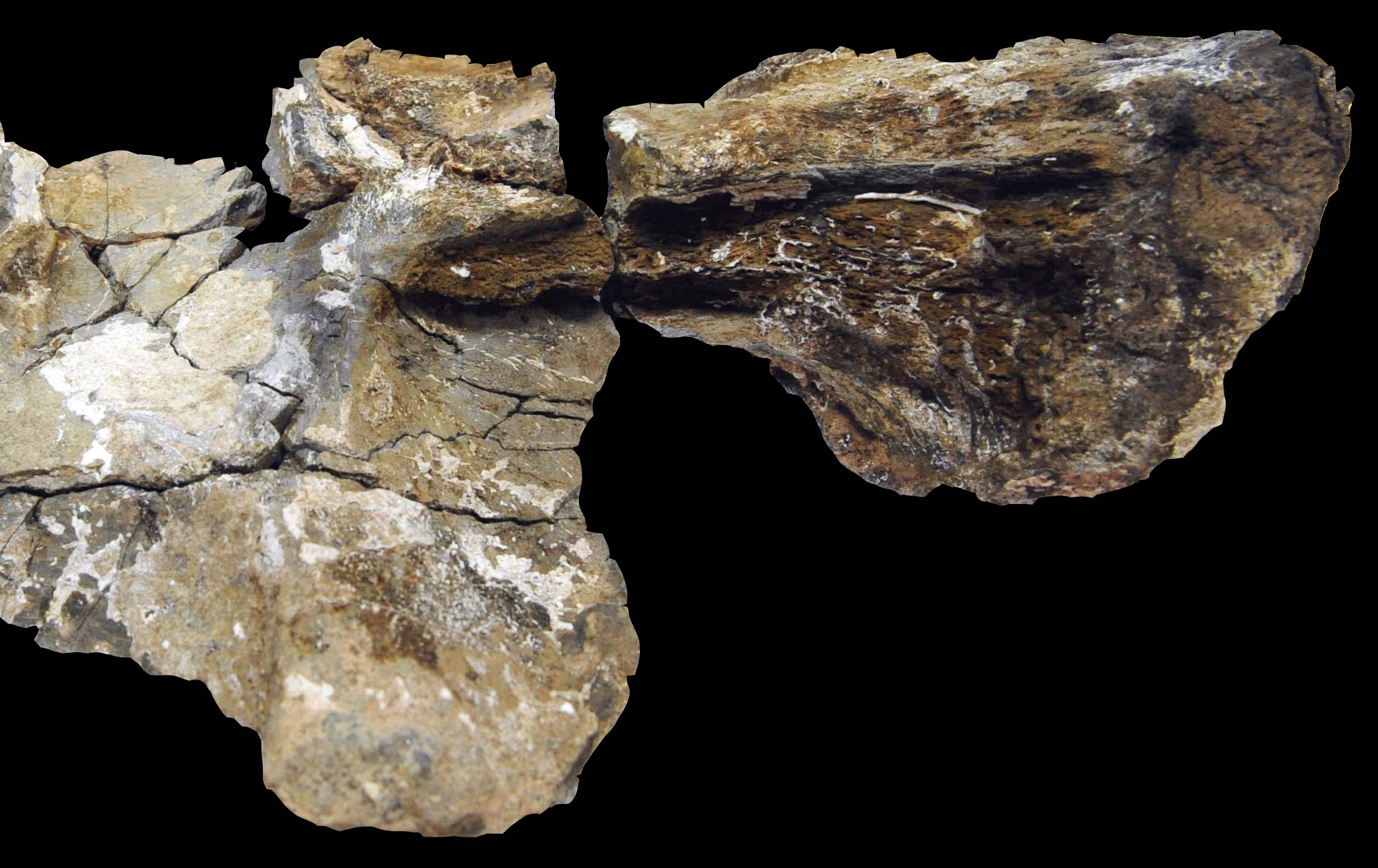 Tooth-marks in sauropod bone (image: Prof In Sung Paik)