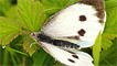 A female large white butterfly by Jeff Cohen