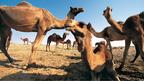 Верблюды дромедары