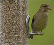 Bird on a feeder