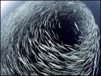 Fotógrafo: JP Trenque