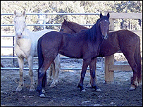 Cavalos selvagens na Austrália