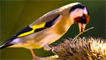 A goldfinch searching for food by Olle Jones