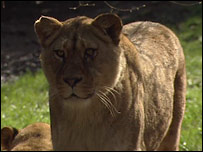 lion
