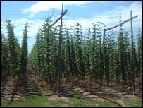 Hop garden.