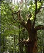 View of Coombe Abbey Park 