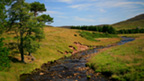 Stream near Morven in Caithness.