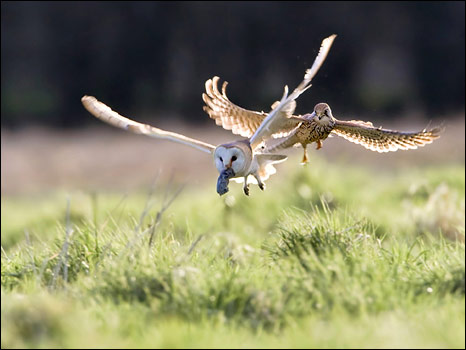 2009年Birdguides鸟类摄影比赛作品之一（摄影：Mark Hancox）