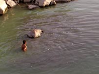 يو تن د لامبو پر مهال