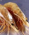 Prawns