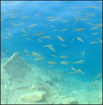 د بند امير کبان