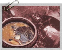 The turtles were destined for dining tables in China