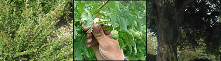 Photographs of Cotoneaster, Turkey Oak and Holm Oak