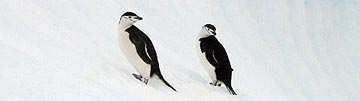 Chinstrap penguins