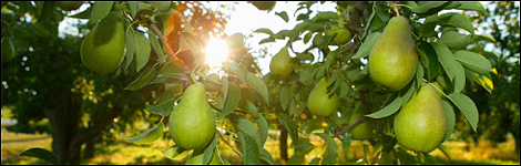 pears