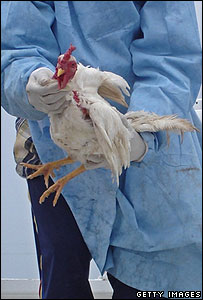 Chuyên gia y tế kiểm tra gà