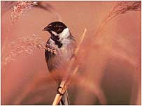 Wetlands Activities (Image: Bunting)