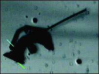 Robot nano của đại học California, hoạt động bằng tế bào cơ và vi mạch