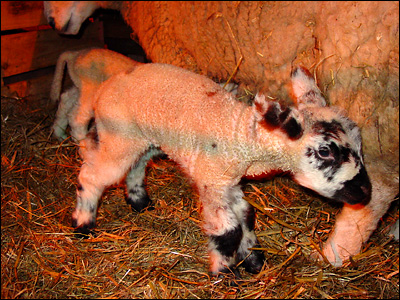 Lackham Farm - Lambing