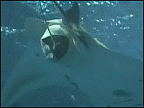 Arraia nasce em cativeiro no Aquário Okinawa Churaumi