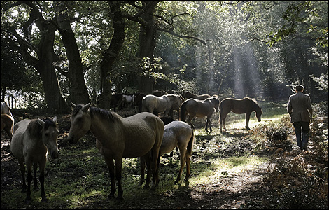 Ron Drodge in the woods at East Boldre