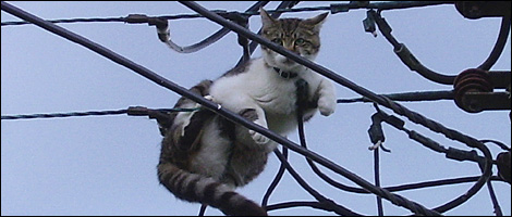Freddy the cat on a wire