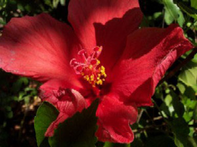 Red Flower