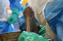 oilpelican2.jpg