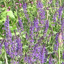 Salvia superba 'Mainacht'