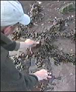 Mike looking at ancient tree roots