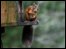 A red squirrel. Photo courtesy of Brad McCubbin