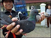 Chim bồ câu chuẩn bị được thả trong một cuộc thi chim ở Jakarta, Indonesia