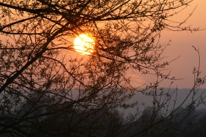 sunset over the Forest of Dean