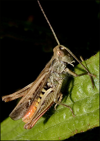 په کروندود ملخانو بريد